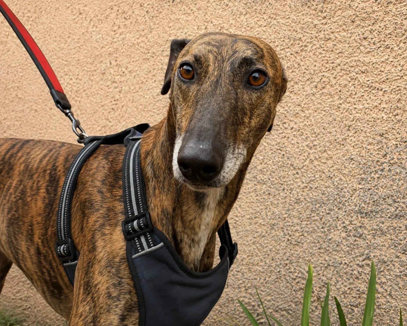 Atún, galgo en adopción, con arnés y correa frente a una pared