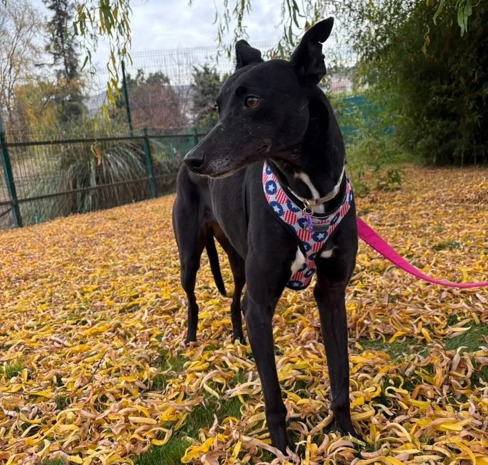 Aurora, galga adoptada, de pie sobre hojas amarillas en un parque