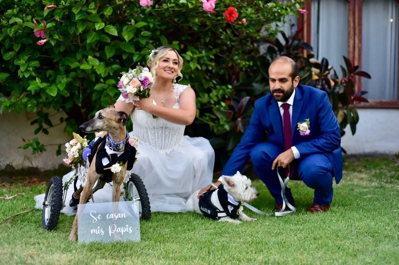 Leo, galgo atigrado, en una silla de ruedas con un esmoquin, junto a dos personas y otro perro pequeño sobre césped