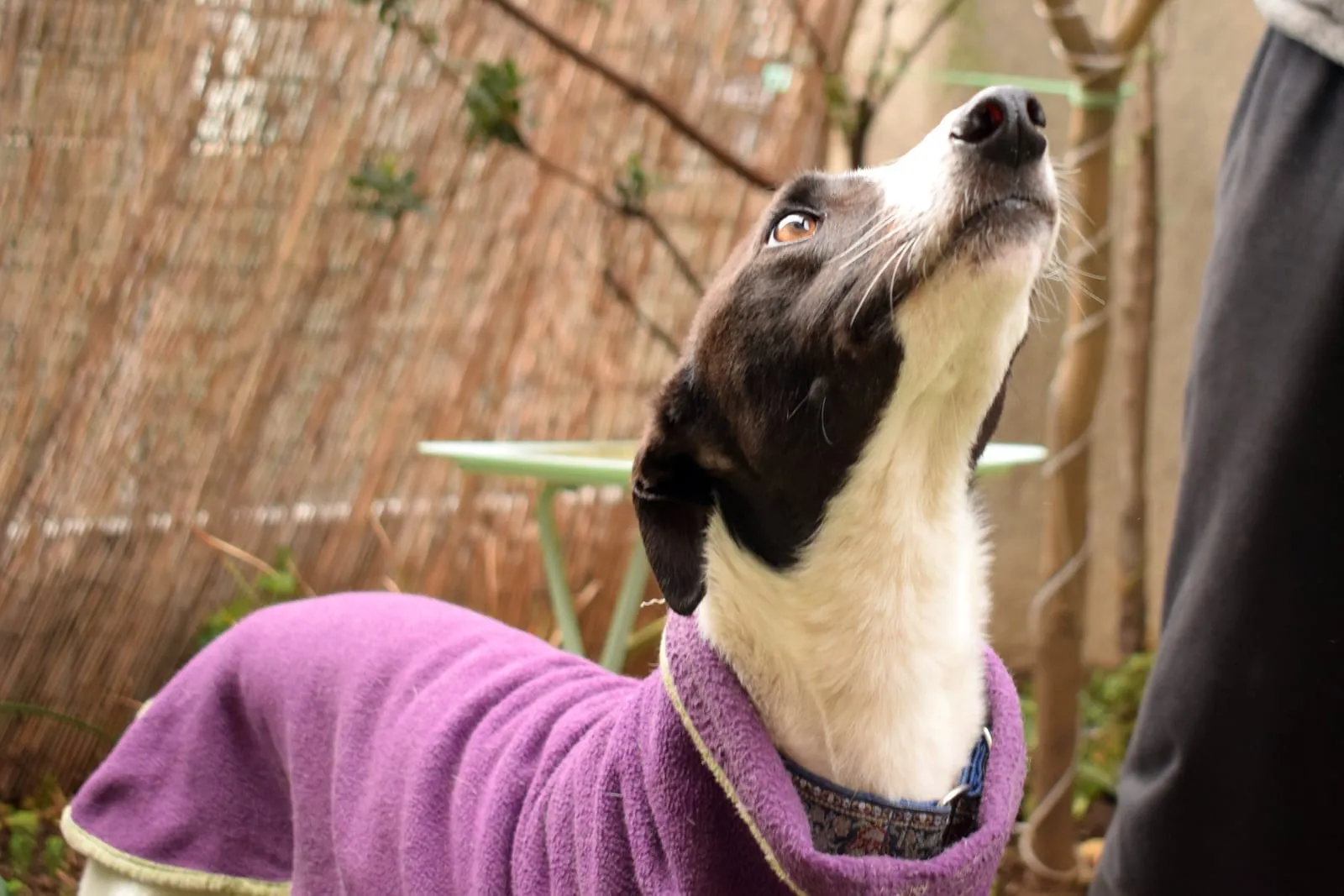 Luciano, galgo rescatado por Brigada Galgos