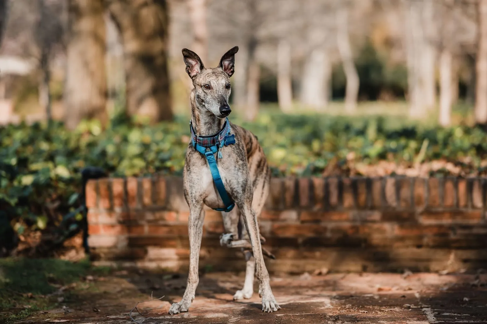 Galga atigrada de pie en un parque