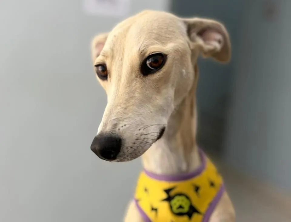 Galgo acogido